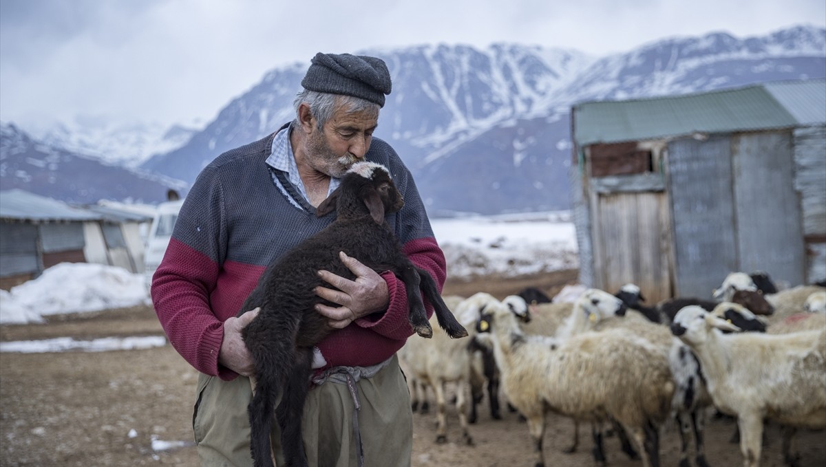 Tuncelili besiciler baharın müjdecisi oğlak ve kuzuları büyütme telaşında