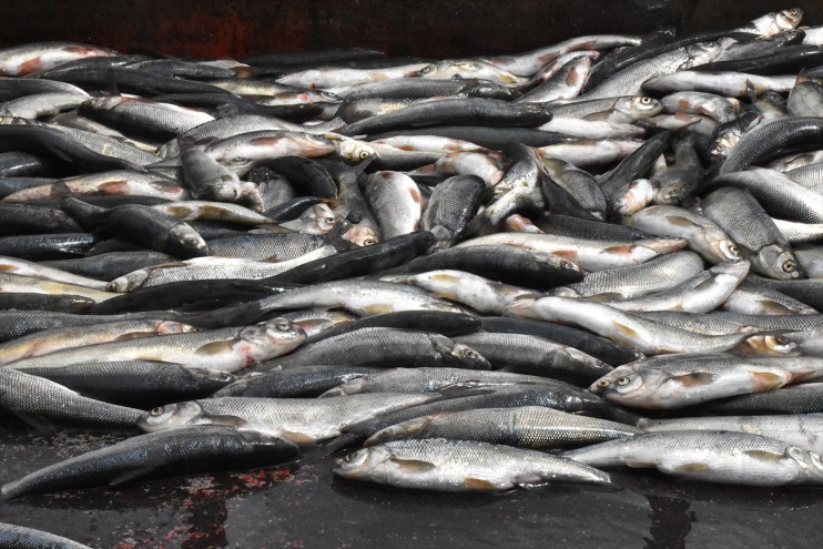 kefali, korunacak Van Gölü