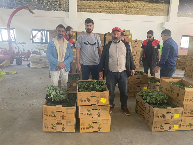 dağıtıldı bin 147 çiftçilere sebze fidesi Ağrı
