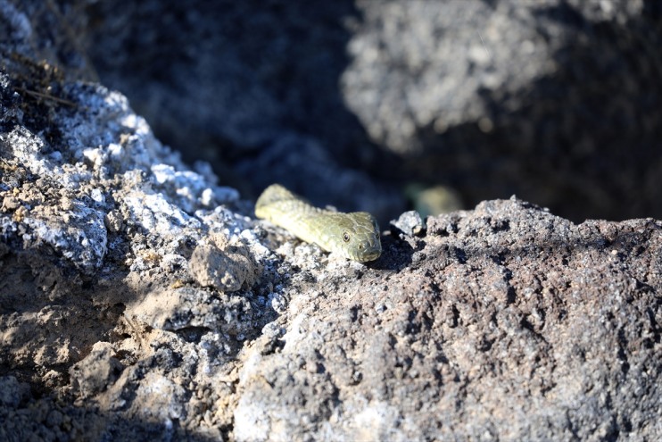 sürüngen kayalıkları ev türüne amfibi Ağrı sahipliği Dağı