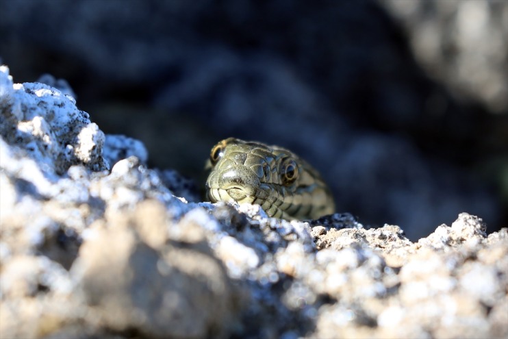 türüne kayalıkları sürüngen Dağı