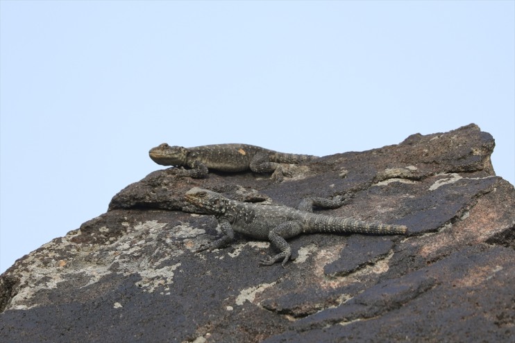 amfibi yapıyor kayalıkları ev lav türüne sahipliği sürüngen Dağı