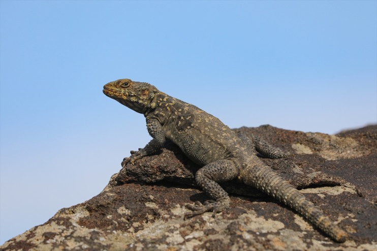 sahipliği Ağrı yapıyor Dağı