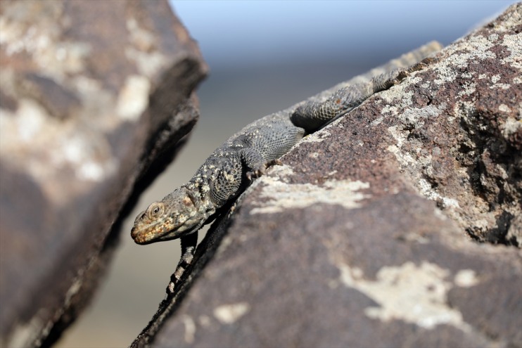 Ağrı lav ev sürüngen yapıyor kayalıkları amfibi sahipliği ve 37 türüne Dağı