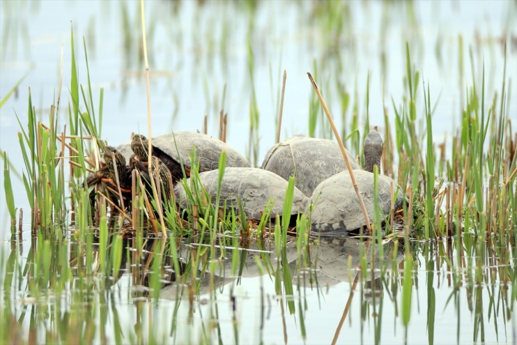 lav amfibi 37 sürüngen sahipliği Dağı