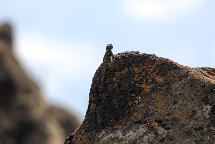 kayalıkları amfibi Ağrı sürüngen lav türüne sahipliği 37 Dağı