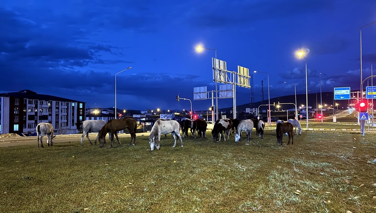 Ardahan'da yiyecek arayan yılkı atları kara yoluna indi