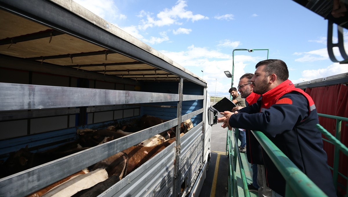 Doğu Anadolu'dan batıdaki illere kurbanlık sevkiyatı başladı