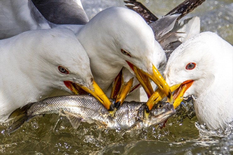 Erciş Balık Bendi'nde yaklaşık 90 bin kişi, inci kefalinin göçüne tanıklık etti