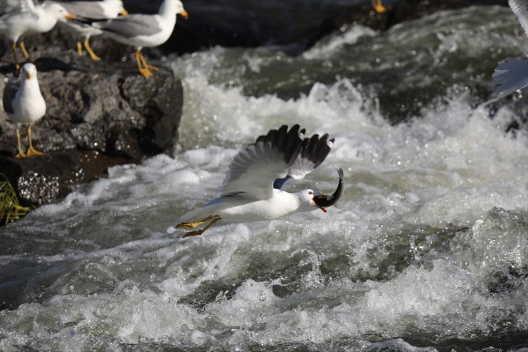 göçüne tanıklık kişi, inci bin 90 Balık Erciş etti Bendi