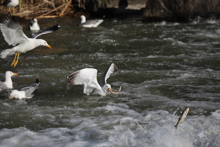 tanıklık inci Bendi