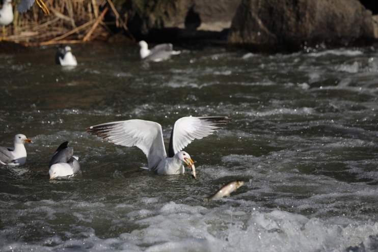 bin yaklaşık göçüne Erciş Bendi