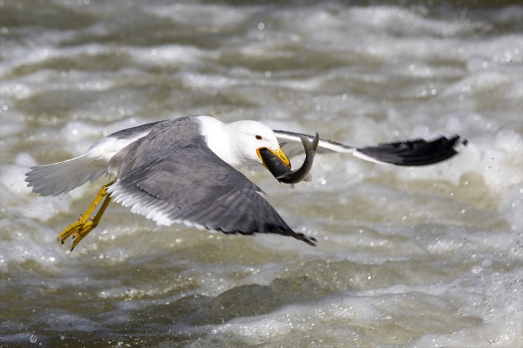 inci etti Erciş tanıklık bin yaklaşık Bendi