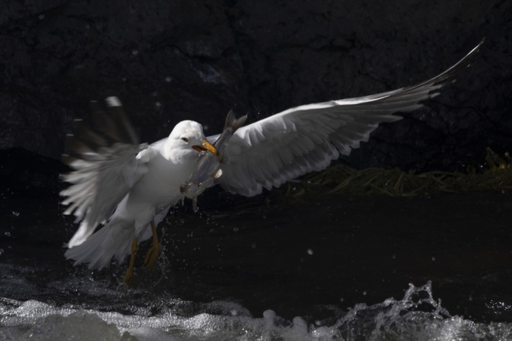 bin yaklaşık göçüne inci tanıklık Erciş kişi, kefalinin Balık Bendi