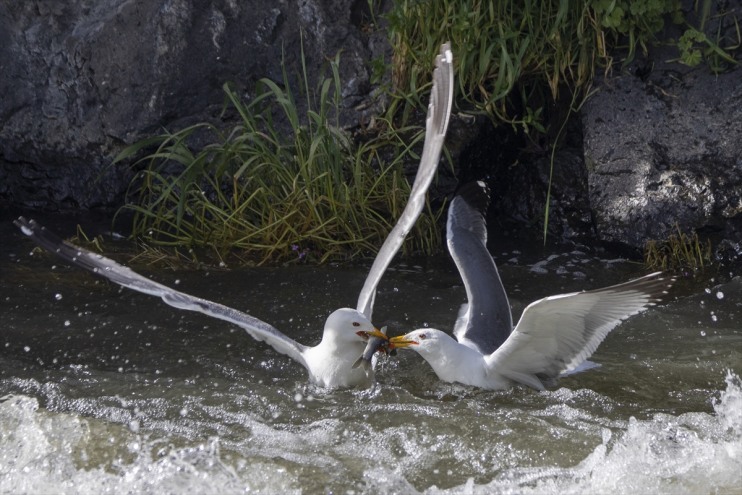 göçüne Balık tanıklık kişi, Bendi