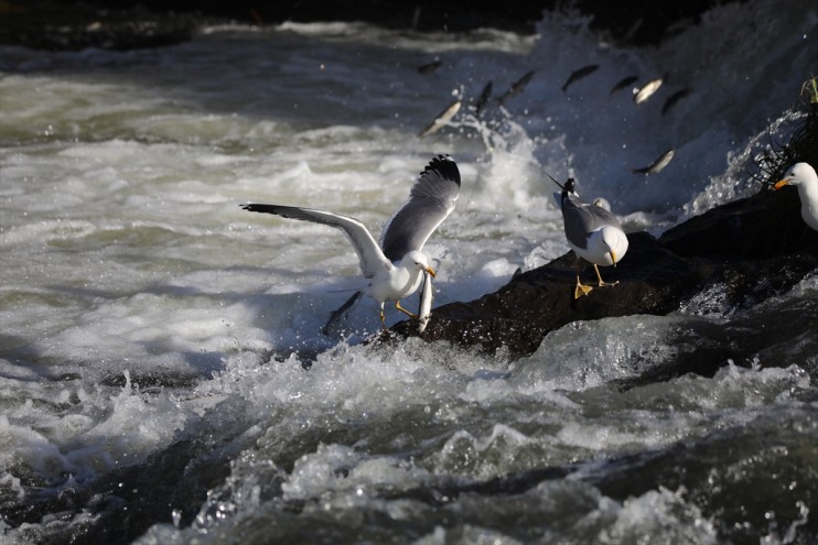 Balık kişi, yaklaşık etti kefalinin bin tanıklık göçüne Bendi