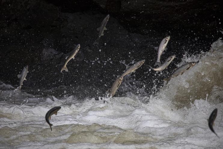 kefalinin göçüne inci Bendi