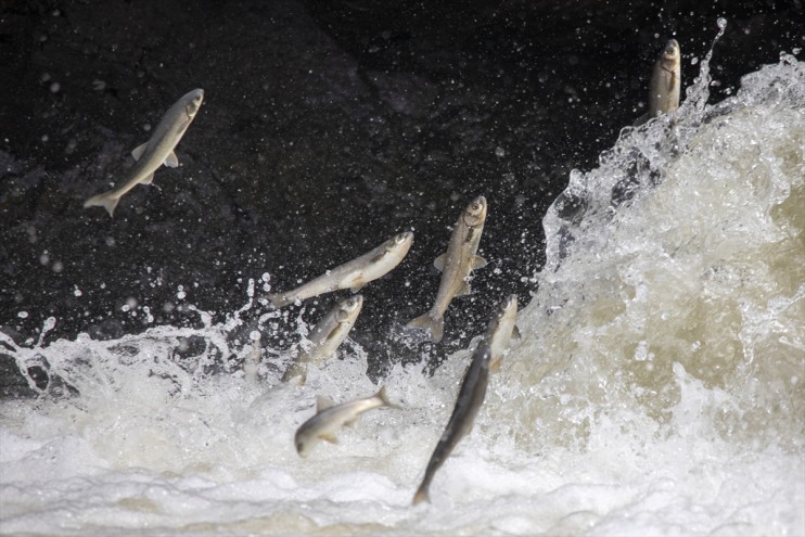 etti göçüne Erciş kişi, kefalinin yaklaşık 90 inci tanıklık Balık bin Bendi