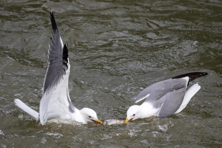 Erciş Balık inci 90 kişi, Bendi