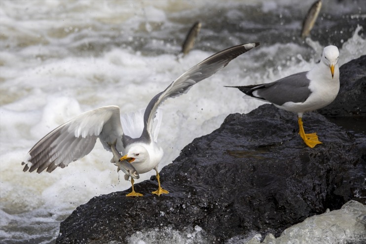Erciş göçüne kişi, kefalinin etti inci 90 yaklaşık Bendi