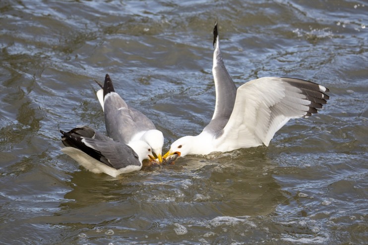 tanıklık inci 90 etti yaklaşık göçüne Erciş kefalinin bin kişi, Bendi