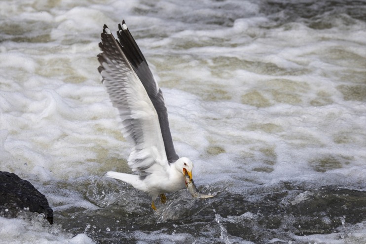 tanıklık Balık 90 kefalinin göçüne inci kişi, etti Erciş yaklaşık bin Bendi