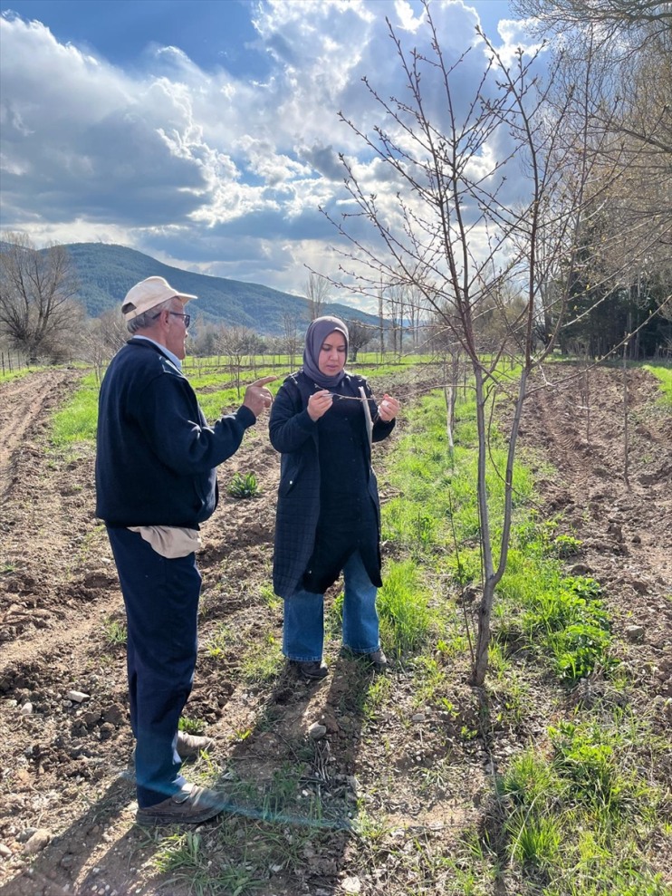 Erzincan'da ekipler, zirai dondan etkilenen meyve bahçelerini inceledi
