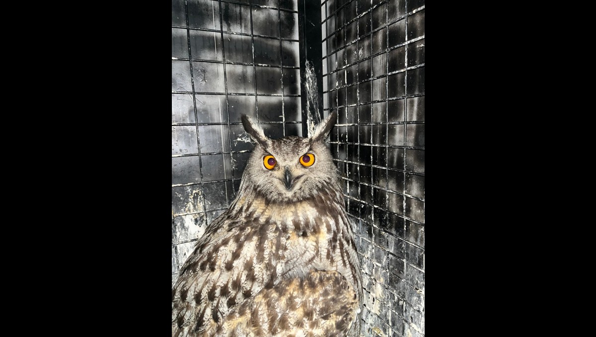 Erzurum'da yaralı bulunan puhu tedaviye alındı