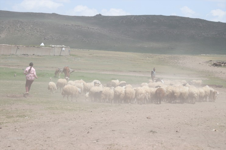 eteklerinde zorlu Tendürek mesaisi Göçerlerin hayvancılık Dağı başladı 1