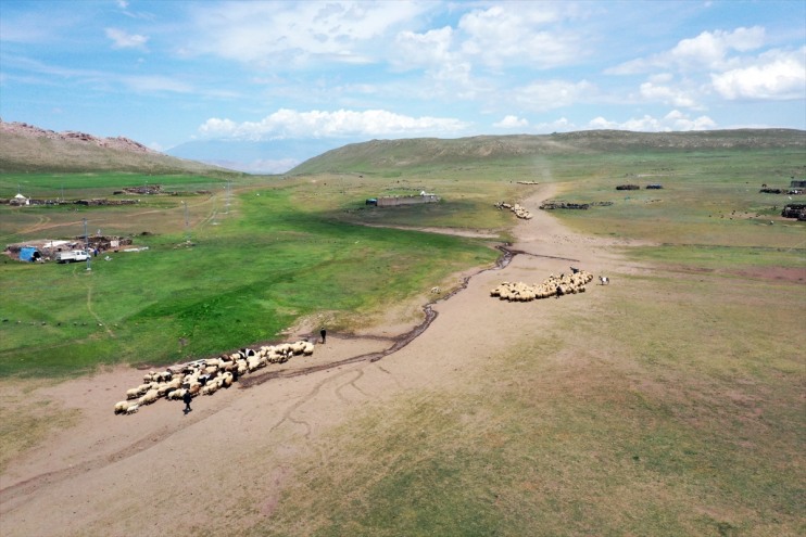 zorlu mesaisi Dağı Göçerlerin eteklerinde başladı Tendürek hayvancılık 2