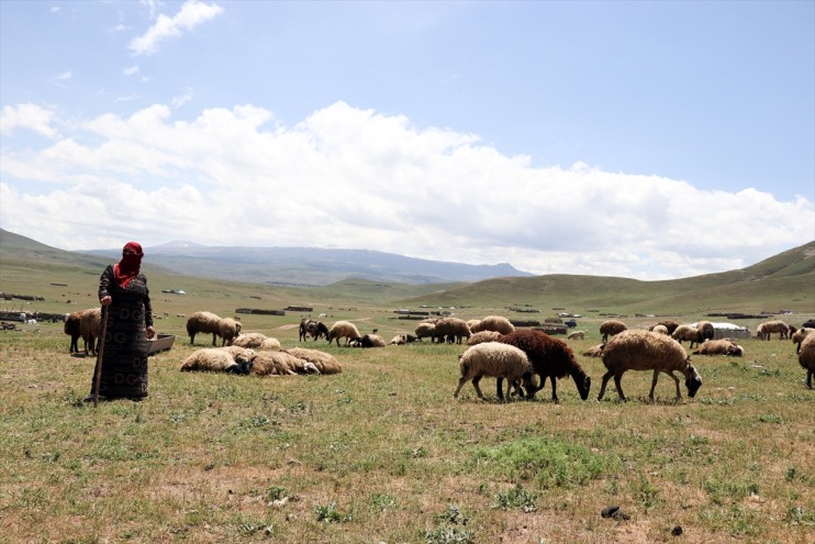 zorlu eteklerinde hayvancılık başladı Dağı Göçerlerin mesaisi Tendürek 12