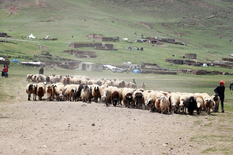 Dağı eteklerinde başladı zorlu Tendürek mesaisi hayvancılık Göçerlerin 13