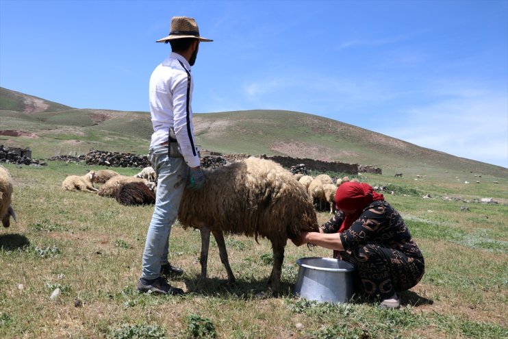 Göçerlerin Tendürek Dağı eteklerinde zorlu hayvancılık mesaisi başladı1