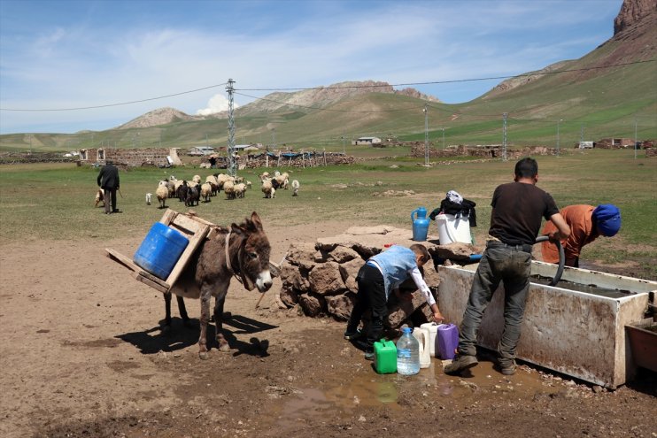 Göçerlerin Tendürek Dağı eteklerinde zorlu hayvancılık mesaisi başladı2