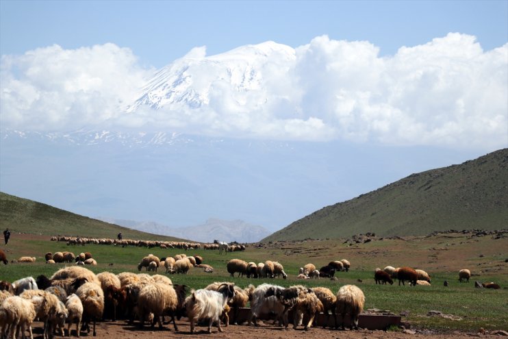 Göçerlerin Tendürek Dağı eteklerinde zorlu hayvancılık mesaisi başladı3