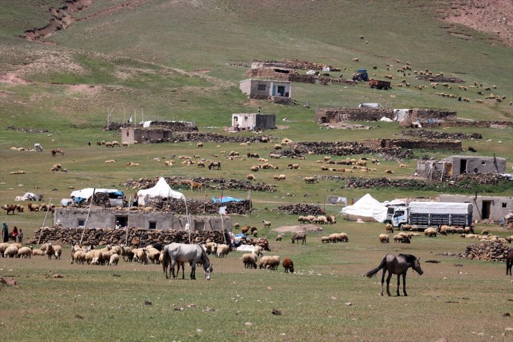 Göçerlerin Tendürek Dağı eteklerinde zorlu hayvancılık mesaisi başladı5
