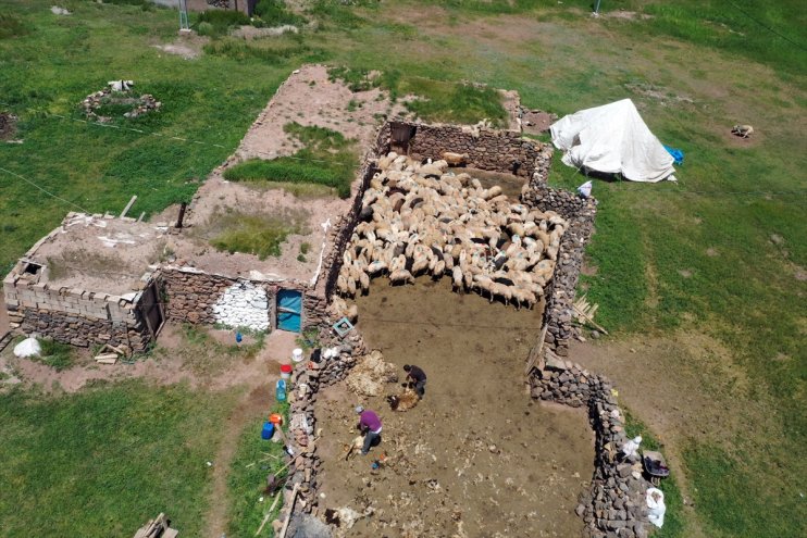 Göçerlerin Tendürek Dağı eteklerinde zorlu hayvancılık mesaisi başladı6