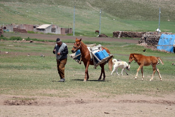 Tendürek Göçerlerin zorlu hayvancılık Dağı başladı mesaisi eteklerinde 3