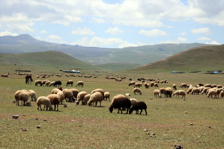 mesaisi zorlu başladı eteklerinde hayvancılık Tendürek Göçerlerin Dağı 5
