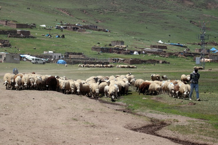 eteklerinde Dağı zorlu mesaisi Göçerlerin Tendürek başladı hayvancılık 7