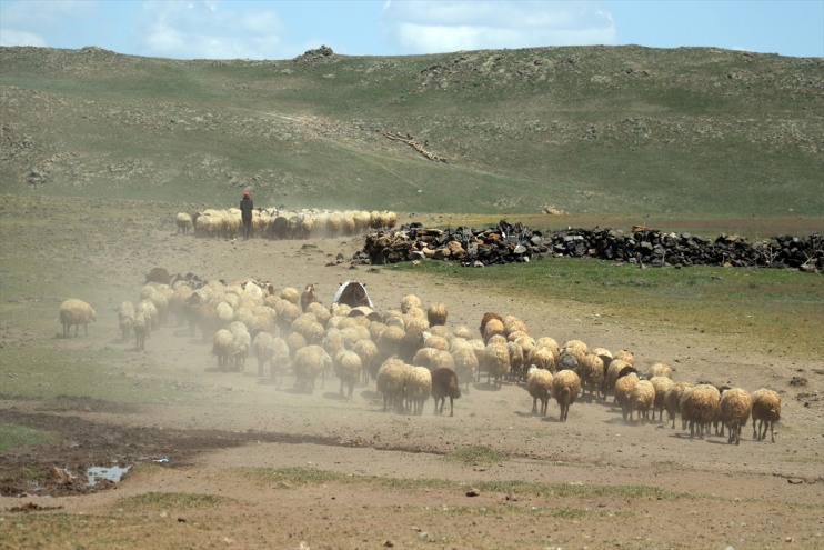 Göçerlerin Dağı başladı mesaisi hayvancılık eteklerinde zorlu Tendürek 8