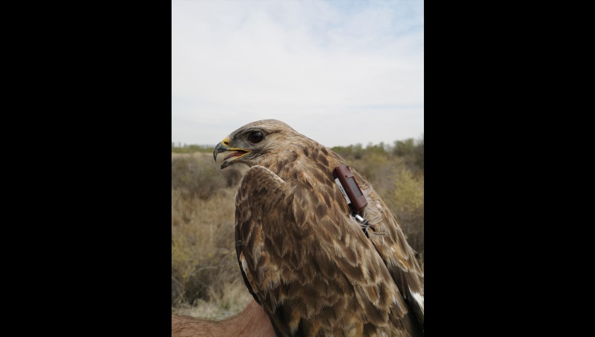 GRAFİKLİ - Takibe alınan bozkır şahininin Aras Vadisi