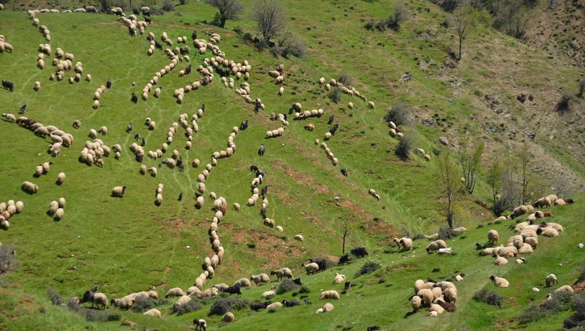 Güneydoğulu göçerler bir aylık zorlu yolculuğun ardından Muş'a ulaştı