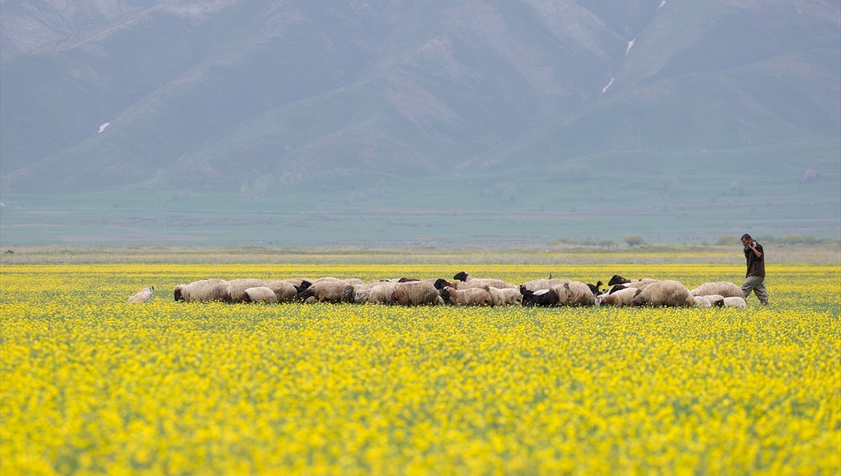 Hakkari'deki tarlalar sarı çiçeklerle renklendi