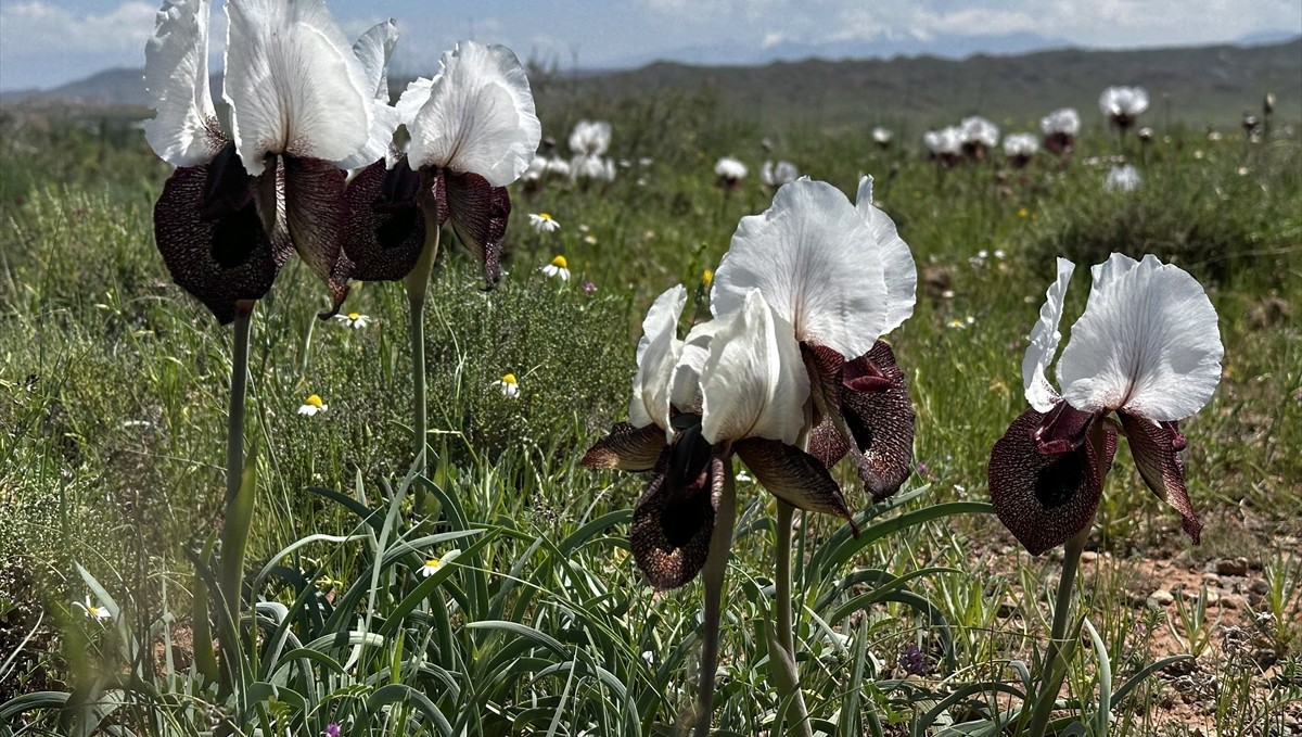 Havaların ısındığı Iğdır
