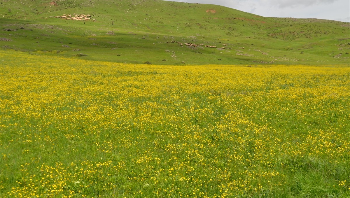 Havanın ısındığı Muş Ovası çiçeklerle renklendi