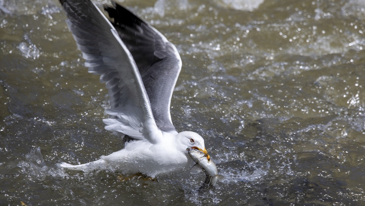 İnci kefalinin zorlu göçü festivalle tanıtılıyor