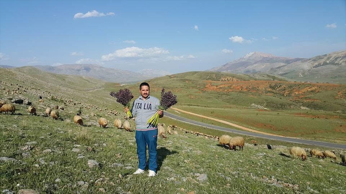 Malatya'da dağ sümbülleri güzel görüntüler oluşturdu