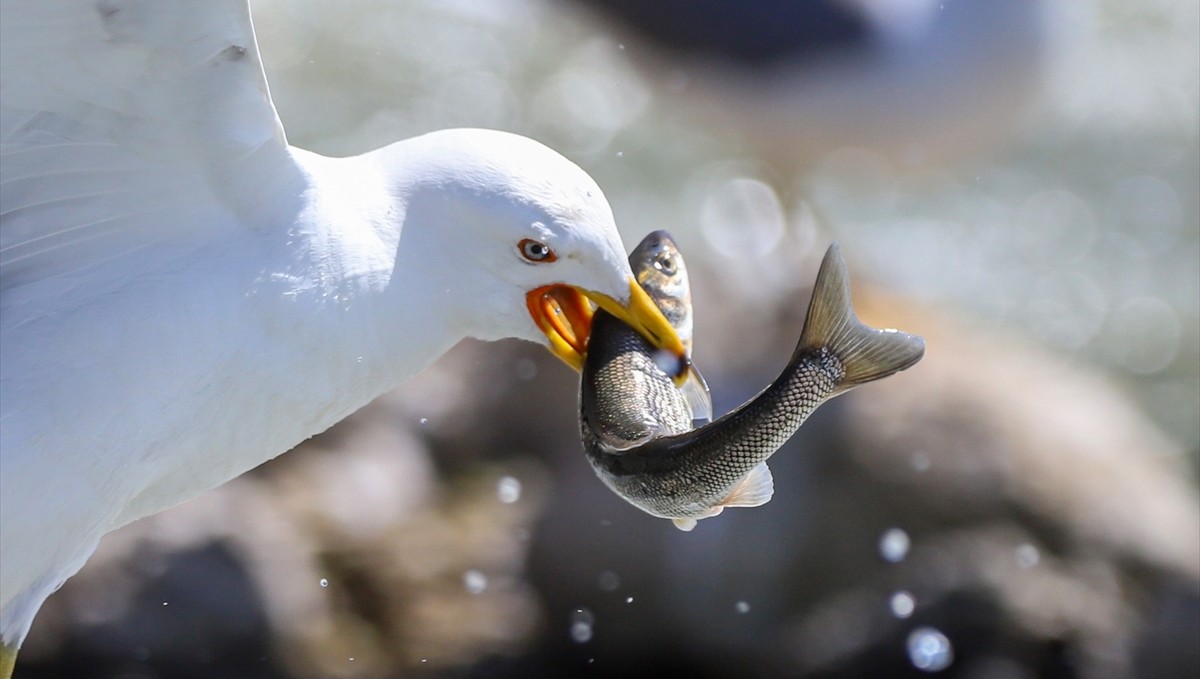 Martıların göç yolculuğundaki inci kefallerini avlama mücadelesi