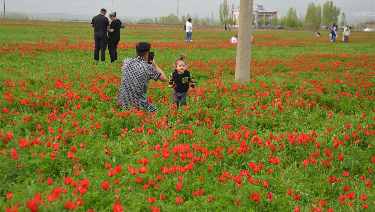 Muş Ovası "Muş 1071" adıyla tescillenen lalelerin açmasıyla renklendi